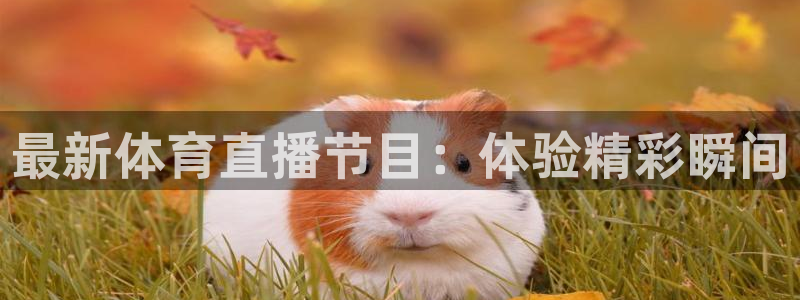 西瓜看球在线直播免费观看直播